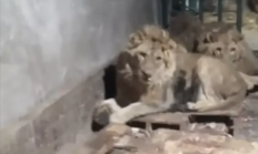 因向女友炫耀自己能力：外国一饲养员遭3头狮子撕咬身亡