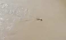 惊呼“是龙吗” 游客称虎跳峡现头上有角不明生物：官方回应