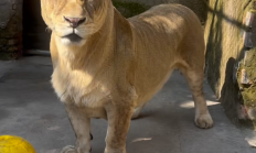 徐州一动物园狮子因腿短走红：被网友称作“狮中柯基”