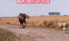 澳大利亚女子被150公斤重的骆驼攻击 胸腔被压碎致死 专家：骆驼战斗力相当惊人