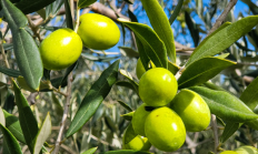 依赖进口的“液体黄金” 橄榄油现在中国也能造了！