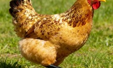 超市卖20元一只的烤鸡 真的能放心吃吗