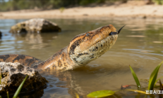 印度发现史前巨蛇化石： 长达15米 超过霸王龙
