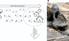 因为一口吃的 美国野生浣熊逐渐“宠物”化