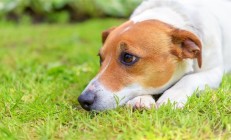 病人被狗咬未就医：3个月后发病去世