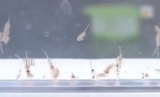 地球现存较为古物种之一！新疆沙漠首次发现盐水丰年虾