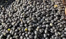 曾经的“牲口饲料” 豆类食物，竟是被低估的“营养王者”！