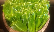 超市50块钱一斤的网红菜山苏 竟是云南人的“绿化带”！