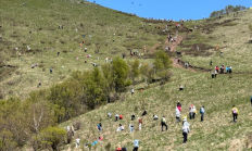 数千人涌入割韭菜：北京的这座山被“薅秃了”