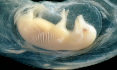 中国科学家成功培育出人猪嵌合心脏：胚胎存活了21天