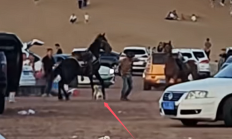 没栓绳的法斗犬景区内咬马致游客坠落：被马飞起一脚踢废