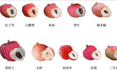 荔枝大丰收！10种热门荔枝口感大PK 一次说清