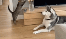 刷到一个又一个假视频后 我不敢相信互联网了