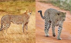 猎豹也是猫科动物：为什么它不能像花豹一样擅长爬树