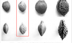 这种果子酸得发牙 却是夏天开胃解渴的宝藏食物！你吃对了吗