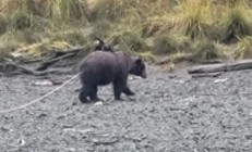 体长55米的巨型虫子！缩成一团蠕动 仿佛“毒液”