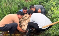 云南现80公斤巨无霸“菌王”：4名壮汉才能搬得动