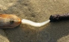 4.36亿年前的远古生物 用刚毛保持“社交距离”