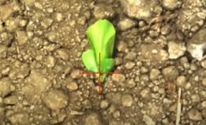 NVIDIA AI解决农业古老问题：搭配激光秒杀上万棵杂草无压力！