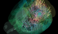 首张完整动物大脑活动图谱发布 规模之大前所未有