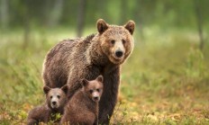 杭州野生动物园黑熊突然袭击饲养员：幸好人没事