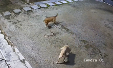 蒲松龄《狼》照进现实！两只狗大战眼镜蛇：一只佯攻 一只偷袭