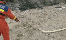 贵阳惊现一条黄金蟒：通体金黄色 国家一级保护动物