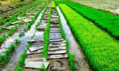 水稻先种秧苗后插秧 而非一次种到位：中国古代最高级的农业技术