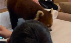 男子住动物园酒店被熊猫咬 根本来不及躲 伤口触目惊心