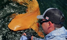 渔民钓到罕见“锦鲨”！亮橙色皮肤白色眼睛 全球首例