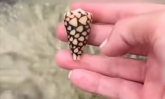 海洋中的“绝命毒师”！女网红海边徒手捡起致命鸡心螺