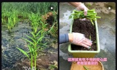 最懂“牛马”的蔬菜！给水就能活