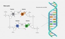 给DNA装“活字” 我国自主研发“毕昇一号”实现存储技术跨越