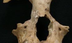 古DNA测序技术最新揭秘：秦始皇祖母陵墓出土长臂猿为灭绝新物种