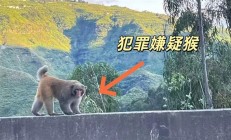 男子路边停车休息遭野猴入车袭击：被动物抓伤需做好“三防”