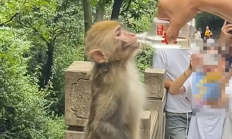 大爷喂野生猴子喝白酒 还夸其海量！景区回应