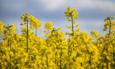 我国科学家发现油菜增产关键新基因：单株产量提升25.3%
