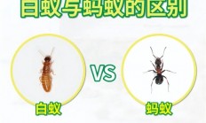 这类奇怪的大虾 有着白蚁、蚂蚁一样的社会结构 水中唯一