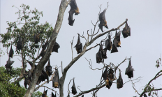 女子拍星空时一只蝙蝠突然飞进嘴里：打狂犬疫苗花了2万美元