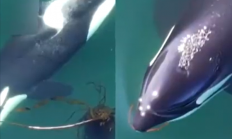 你吃的海带可能是虎鲸的搓澡巾！科学家发现虎鲸爱搓澡