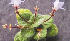 广西发现极度濒危新物种：全州报春苣苔