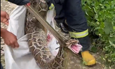 30斤巨蟒偷吃3只鸡 血盆大口吓得村民连连后退