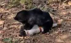 印度三人遭懒熊疯狂袭击：一对父子遇害 另一人重伤