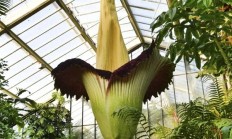 世界上为数不多的恒温植物：温度可达40℃让臭气飘更远！