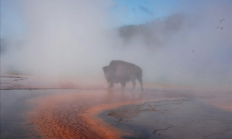 女子拍到野牛跌入温泉被活活煮死：可煮到只剩骨头！