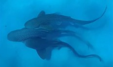 人类首次拍到野生豹纹鲨交配：两雄一雌 仅110秒就瘫软在地