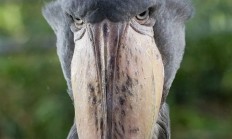 为什么那些不惧怕人类的动物通常都具有攻击性？