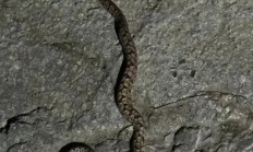 男子被毒蛇咬伤 女友教科书级应对：第一时间拿起手机拍照