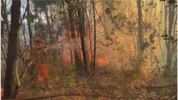 多名熊孩子野外玩火致烧山:家长赔偿145万元