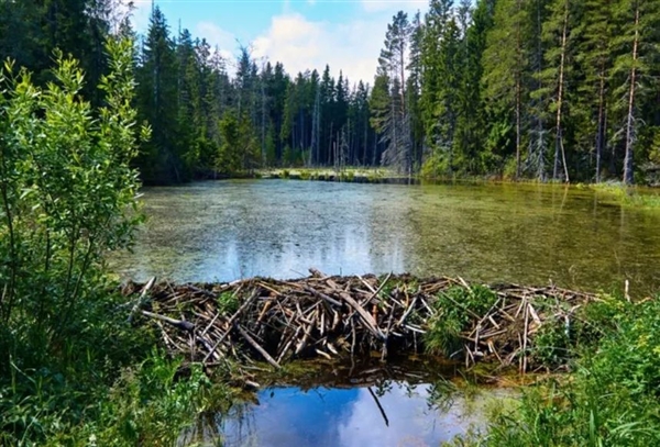 欧洲建水坝拖延7年没开工:一群河狸2天给建好了